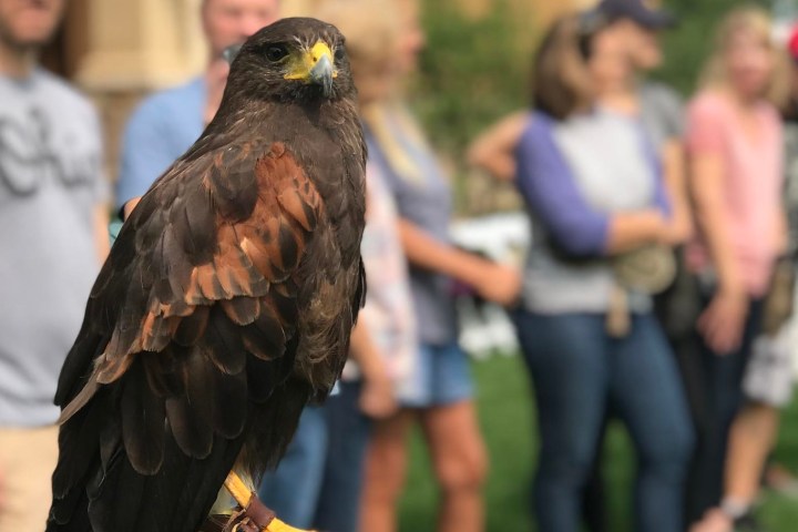 a bird standing in front of a crowd